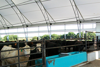 Texas Cattle Operation using Fabric Buildings