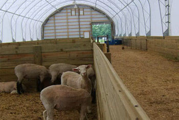 Fabric Buildings for Sheep