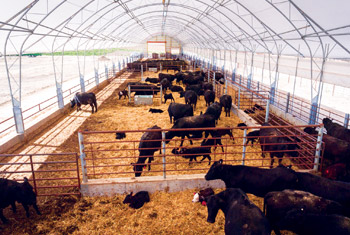 Texas Livestock Operation using Fabric Buildings